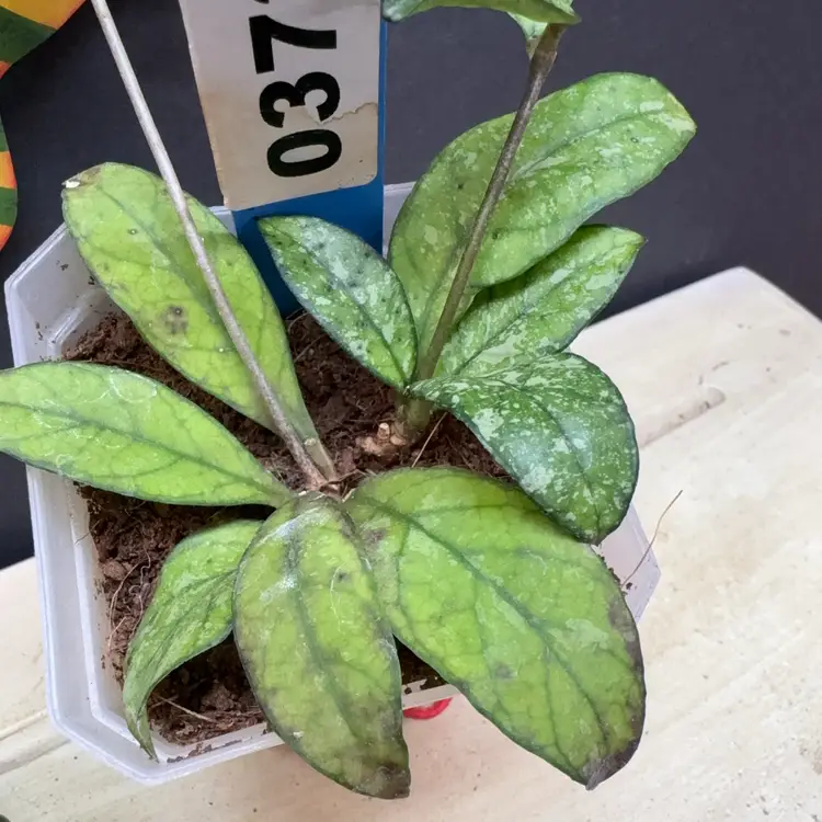 373 Hoya Crassipetiolata Splash(small leaves)