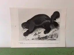 WOLVERINE Vintage Audubon North America Print. 1951 12 x 8.5"