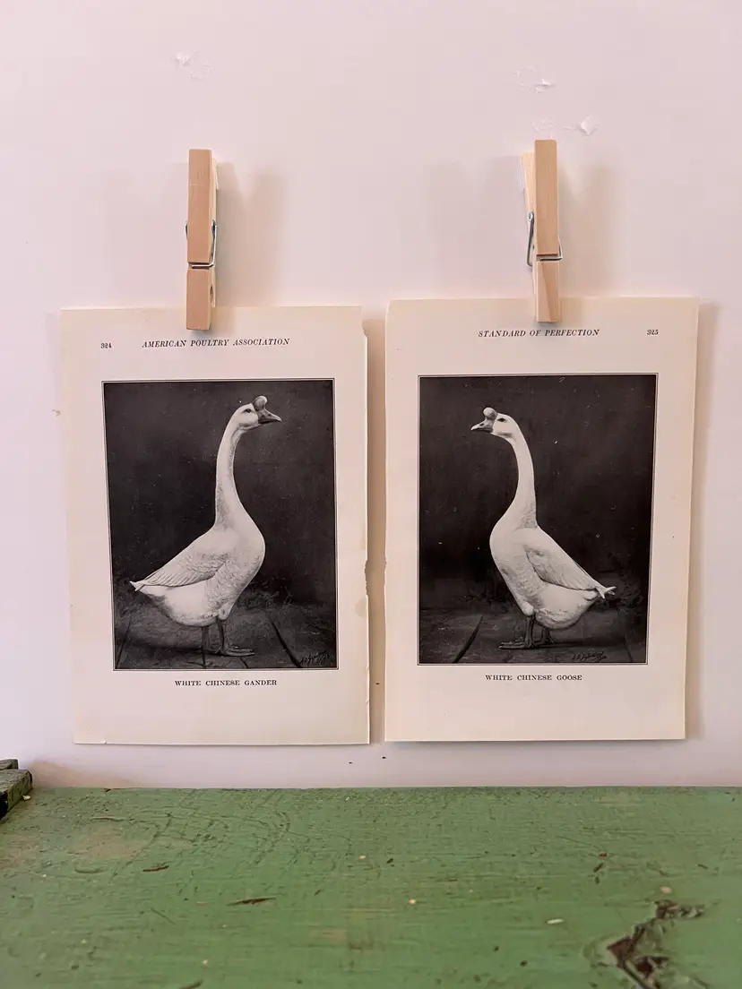 Vintage GOOSE PRINTS White Chinese Goose and Gander. c1912. Farm House Ephemera