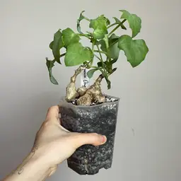 senecio oxyriifolius caudex plant