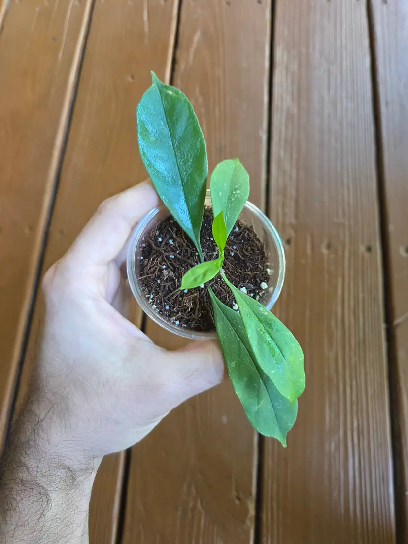 Hoya Occultata white DA-04
