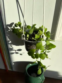 Hoya heuschkeliana (pink) [A]