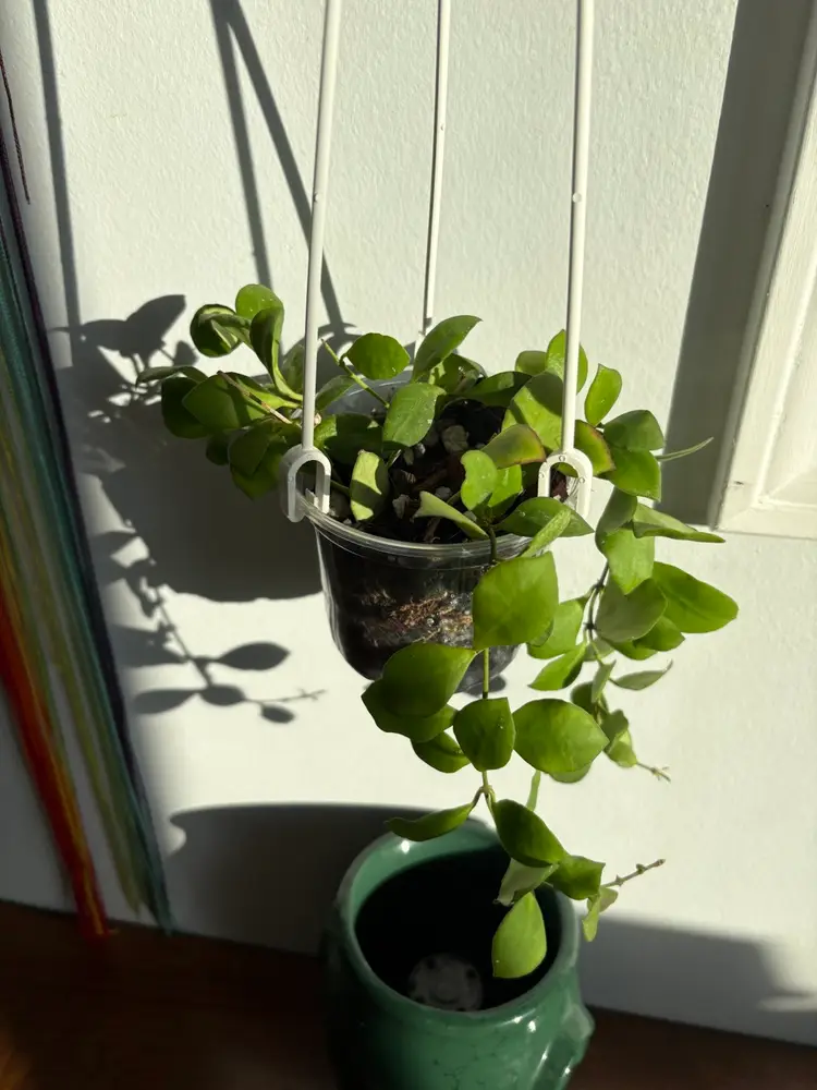 Hoya heuschkeliana (pink) [A]