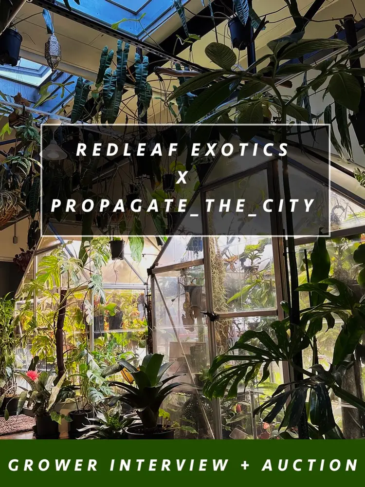 Grower Interview + Auction 