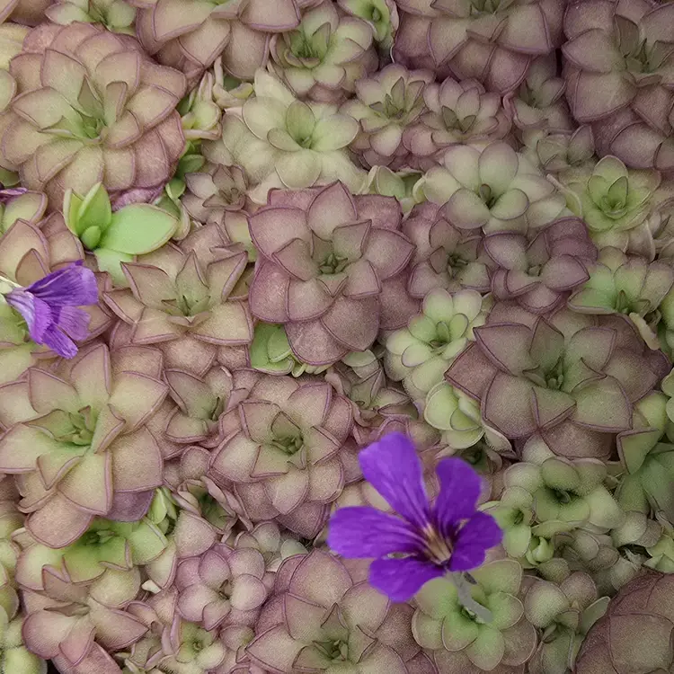 SMALL seedgrown SC-33 Pinguicula mirandae x (laueana x rectifolia)