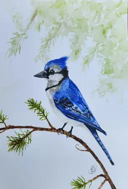 Blue Jay Original Watercolor Painting Signed By The Artist 5x7 Free Shipping