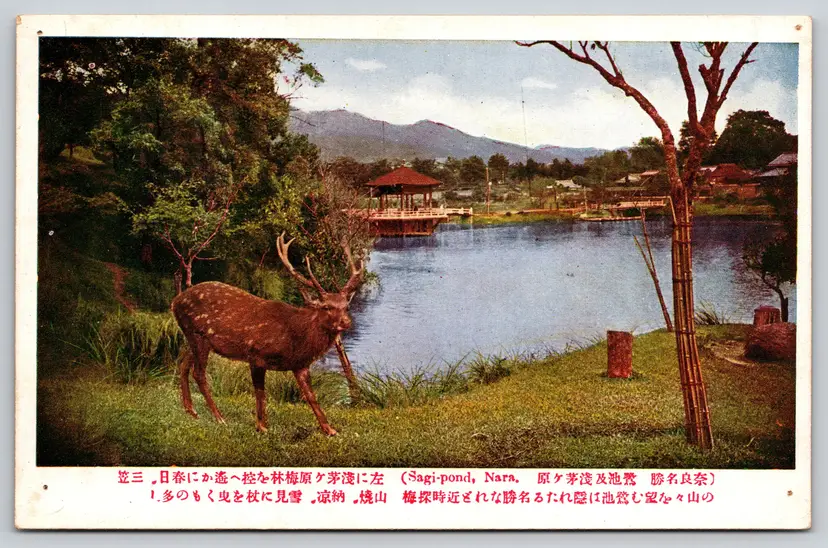 Postcard Deer by Sagi-Pond Nara Japan  - 9709