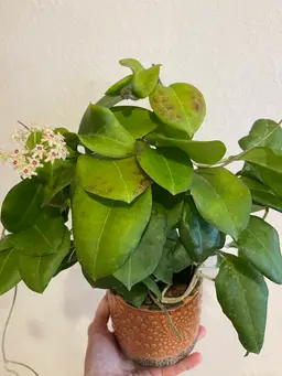 Hoya sp. Rangsan (Thailand seedling)