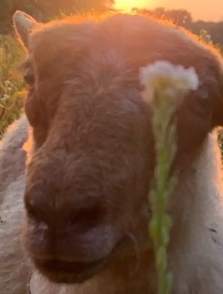 Newmy’s Slab-o-Rama 