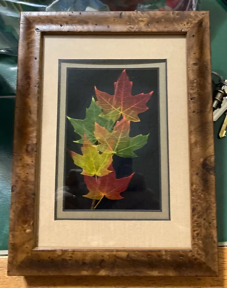 Booker Morey Leaf Lines