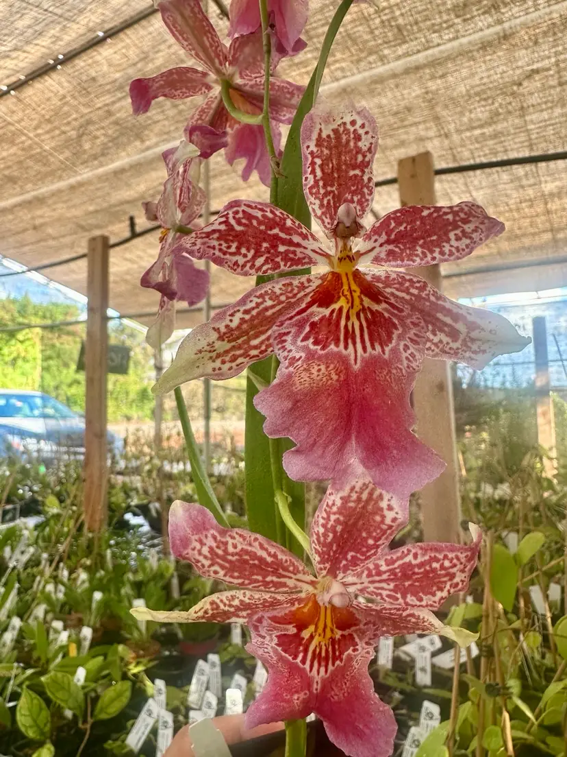 Oip. Celtic Sun x Burgundian ‘Bizarro’ - 4” Pot