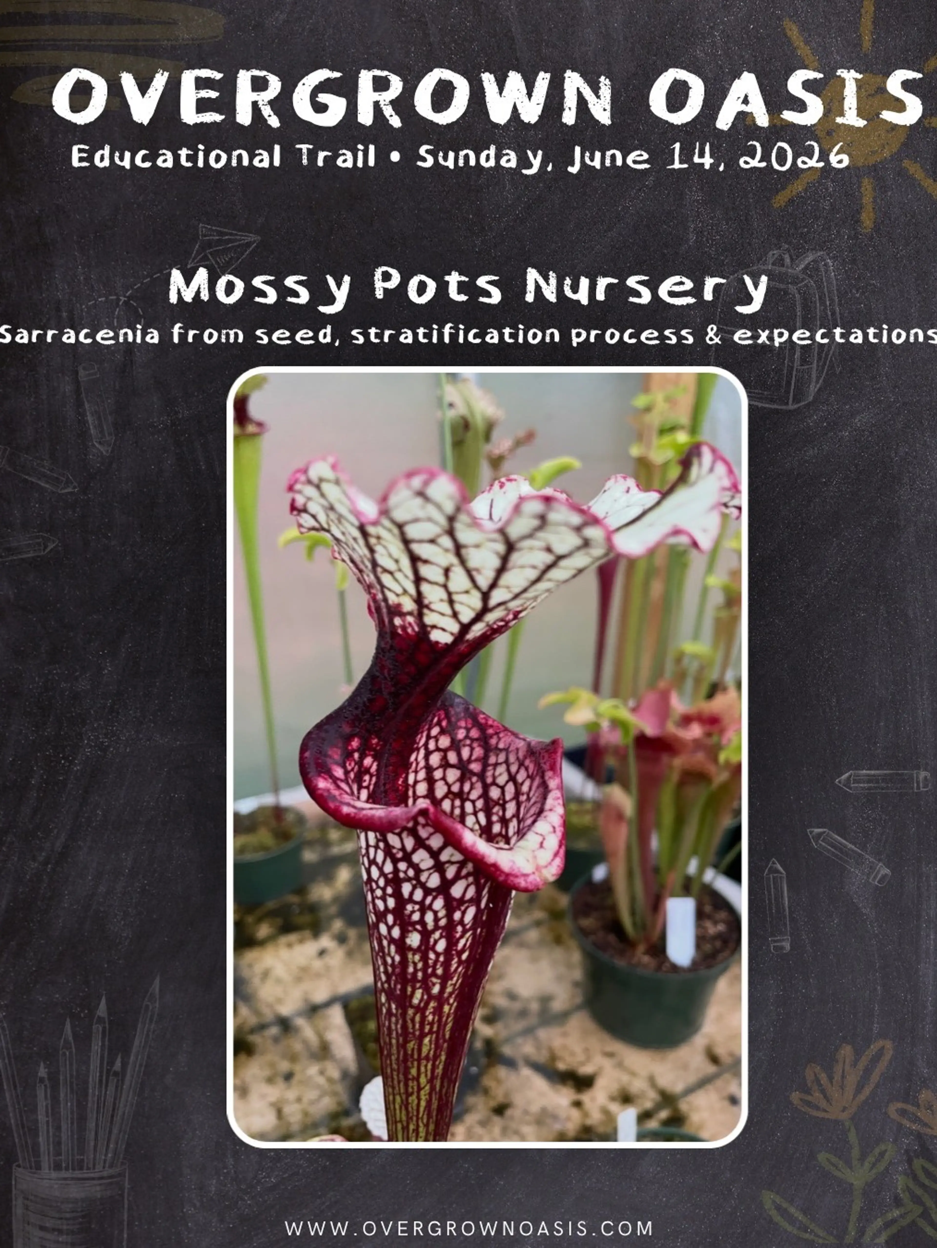 Growing Sarracenia From Seed