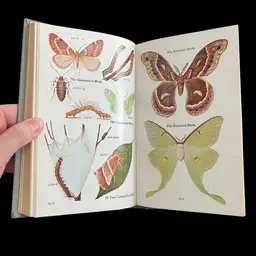 1948 The Insect Guide ORDERS AND MAJOR FAMILIES OF NORTH AMERICAN INSECTS BY Ralph B. Swain, Ph.D., Insect Reference Book, Vintage Insect Ephemera