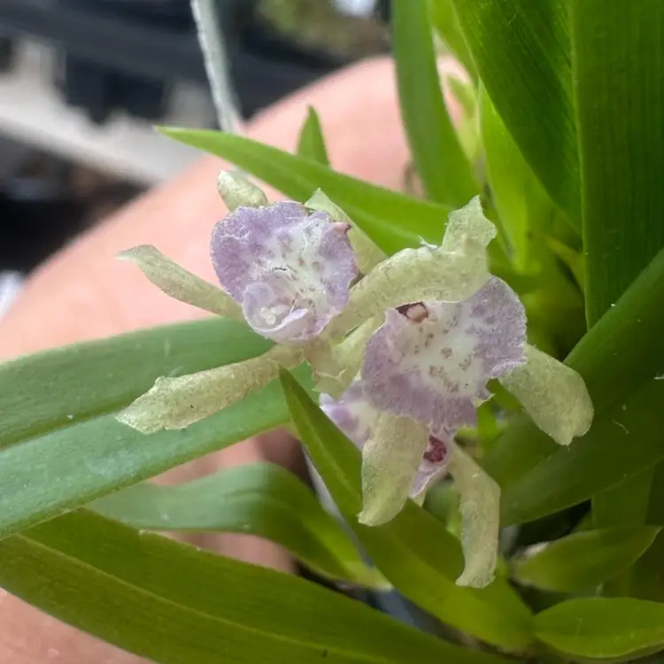 Premium Mini Orchid Mystery Box