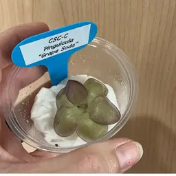 CSC-C Pinguicula “Grape Soda”