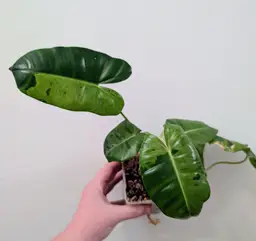 Burle Marx Mint Philodendron