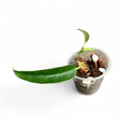 chloroleuca want TLC