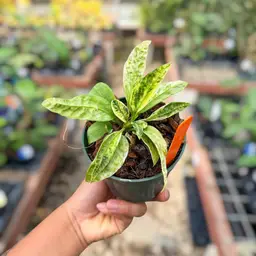 PS0564 - Anthurium vittariifolium (var.)