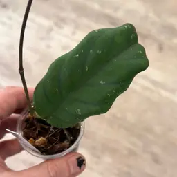 76 Hoya sp. Bengkulu