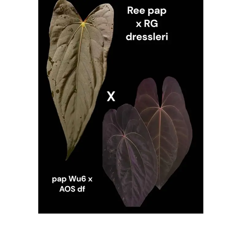 1 seedling Pap Dress x pap AOS