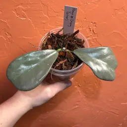 Hoya sp Chiang Dao (silver)