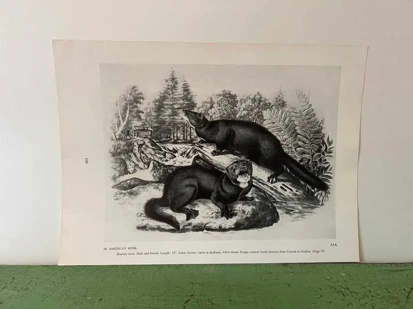 AMERICAN MINK Vintage Audubon North America Print. 1951 12 x 8.5"