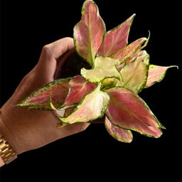 Aglonema Richard