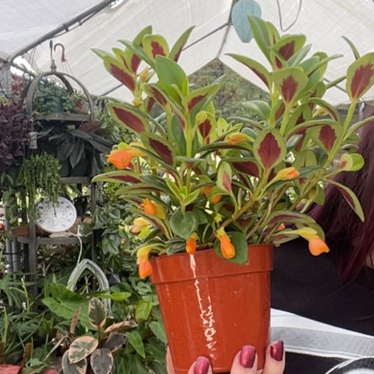 Nematanthus