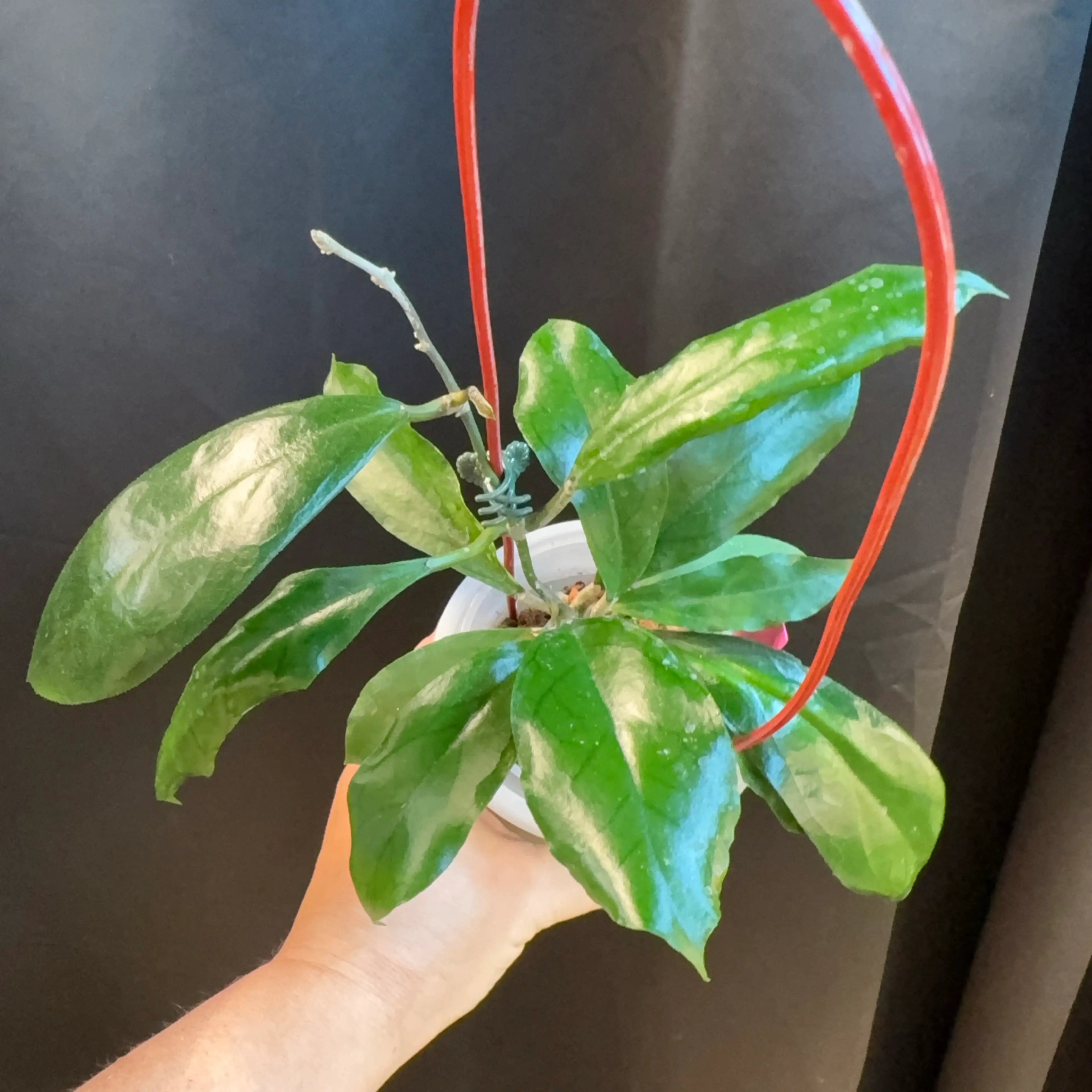 Image 1 of 2