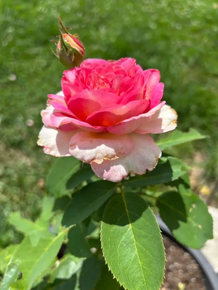 Keychains!! 3 For $5 Starting Bid - You Choose!!