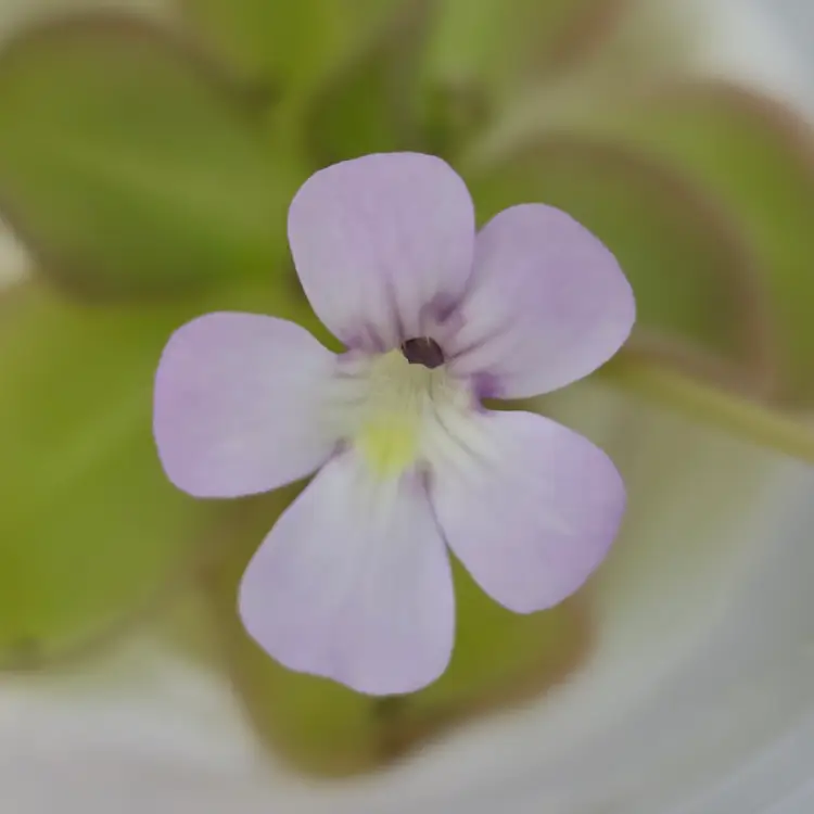 SC-212-2 Pinguicula Yucca Do 1713 x ANPA C