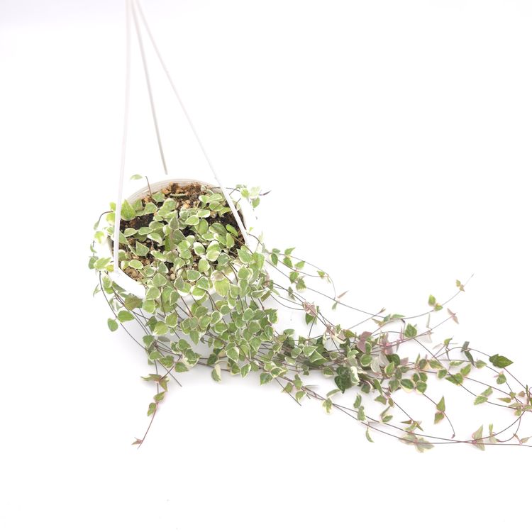 Ceropegia woodii String of Spades variegated 4.5 inch hanging basket 820