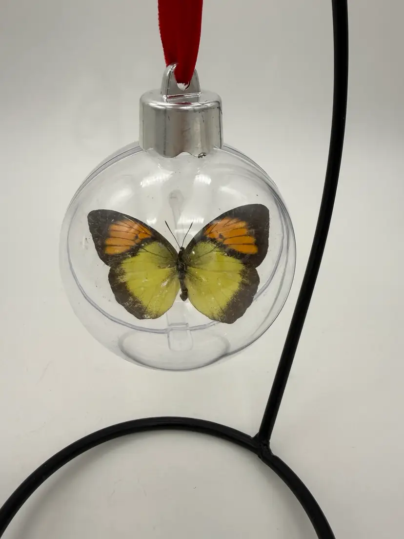 Vintage Real Lxias Pyrene Yellow Orange Tip Butterfly Taxidermy Ornament