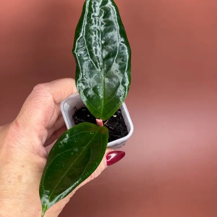 MB ‘Surisa’. . (nicholsoniae and H. 'Golden Eye')