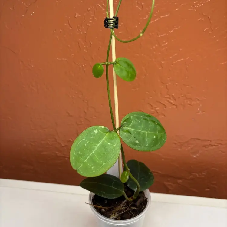 1032 Hoya elliptica (round leaf)