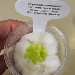 Pinguicula moranensis var alba