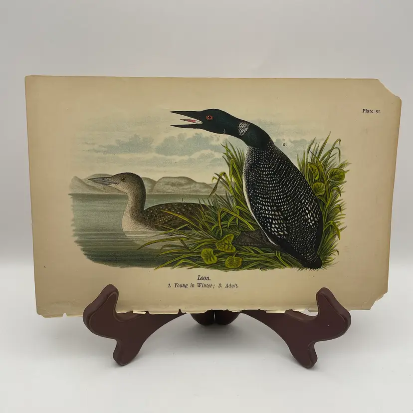 “Loon”, Young in Winter/Adult, c. 1890, Color Plate Engraving, Plate 51, From An Antique Book
