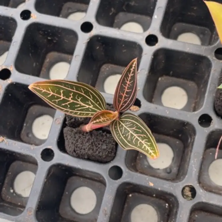 Jewel Orchid Dealers Choice