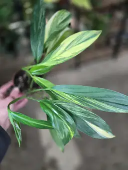 Variegated Amplissimum 1