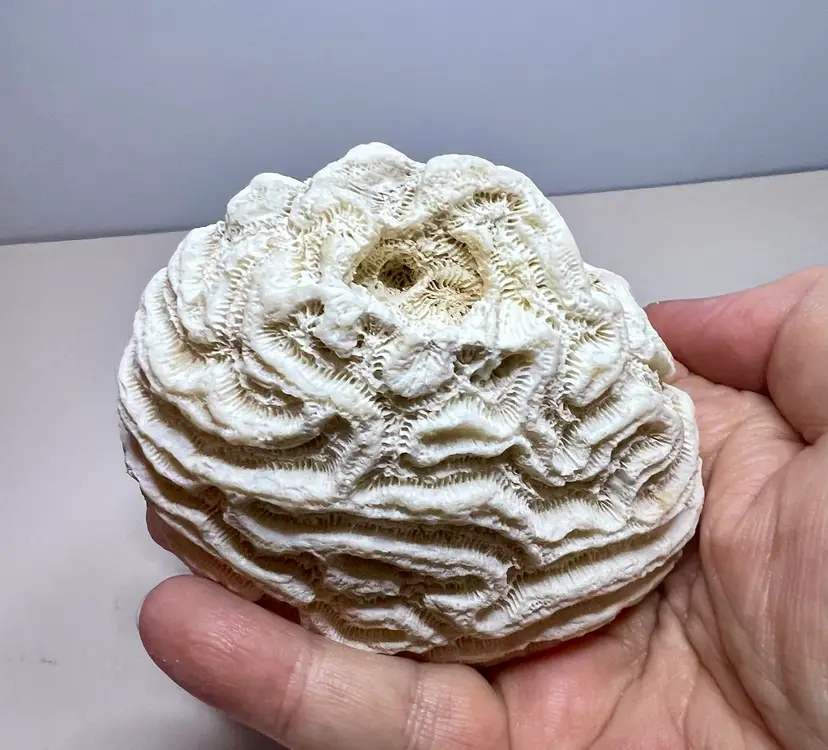 Natural Brain Coral Fossil 3”