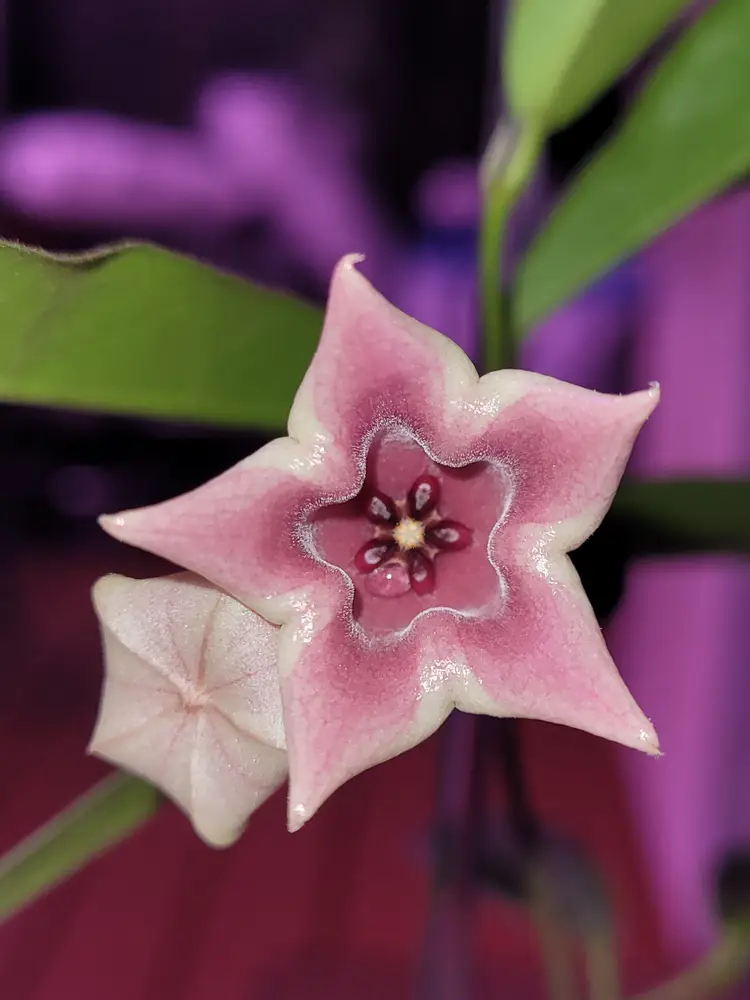 Hoya Srikandi B2 Wallichii x Versteegii