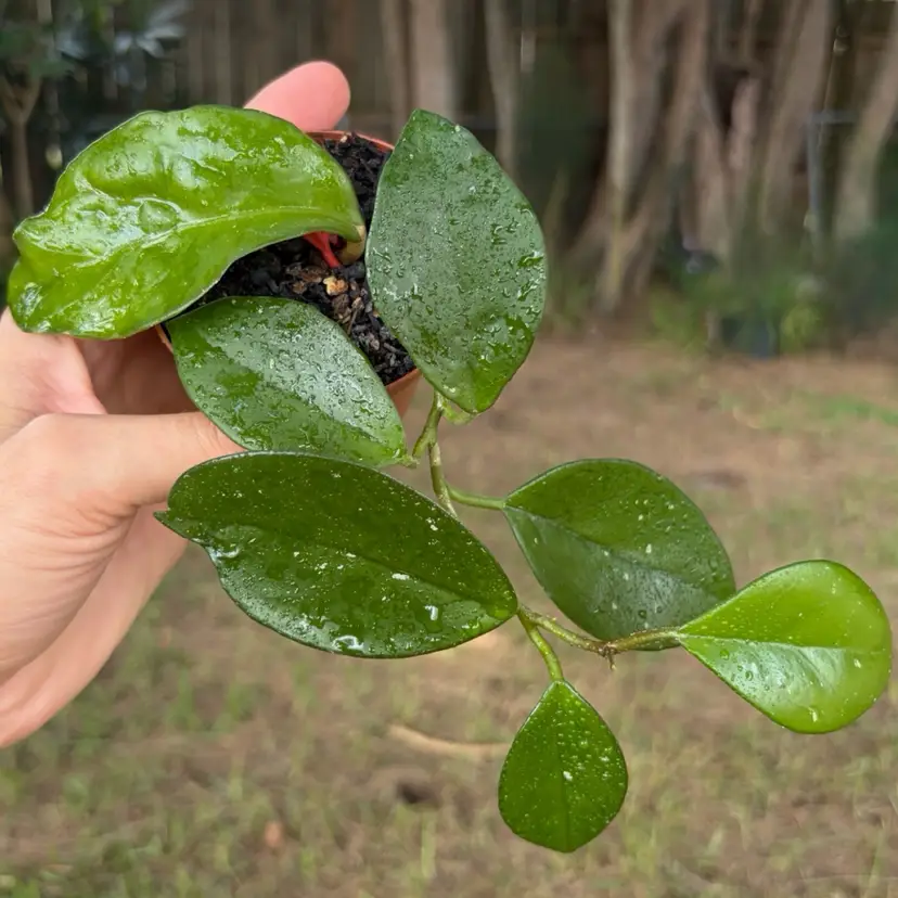 Hoya Carnosa βFrecklesβ
