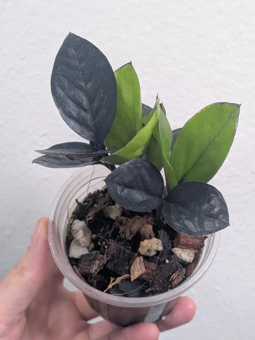raven zz pink variegated (Zamioculcas zamiifolia)
