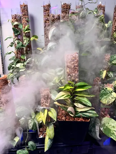 Scindapsus Show And Tell With Co-host