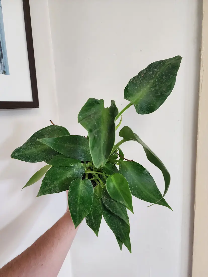 Livestream thumbnail