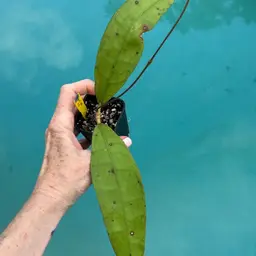 185 Hoya aff. lambii