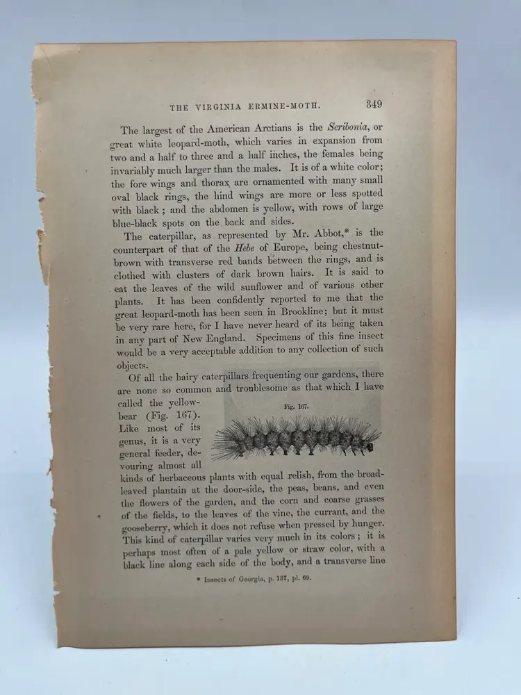 350 - Original Woodblock Print Book Page, 1862, Insects