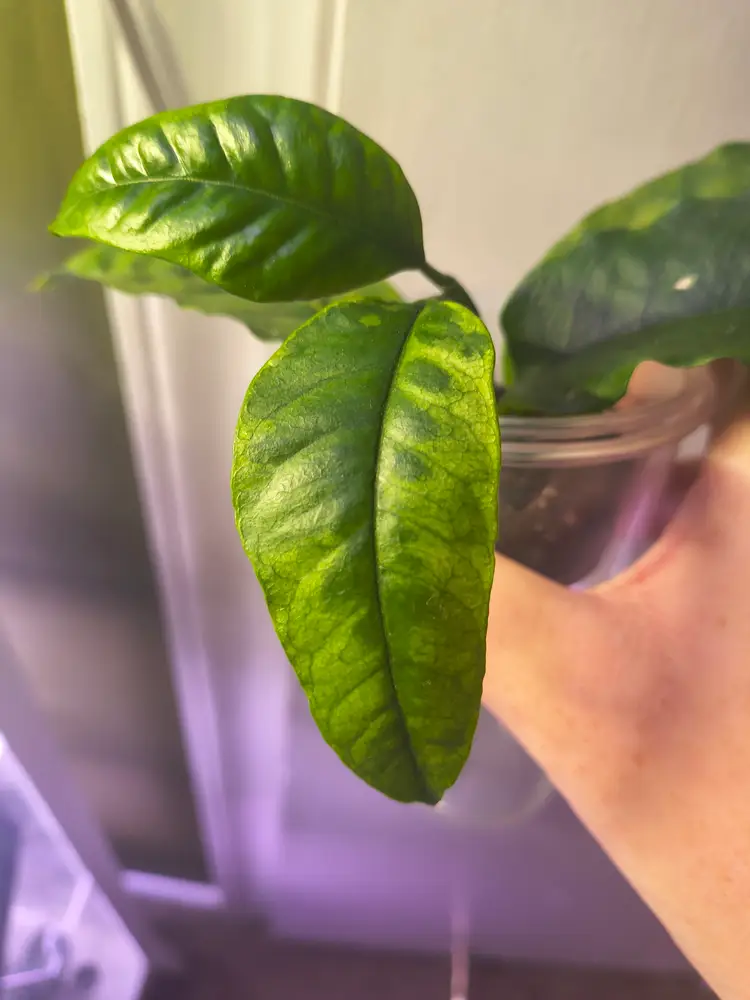 Hoya Multiflora Albo