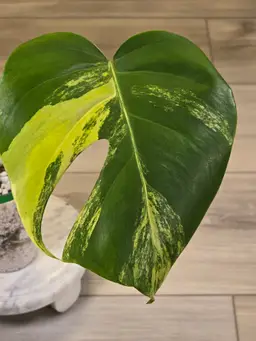 Monstera Aurea # 7