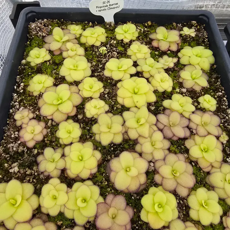 SC-26 Pinguicula ibarrae x agnata (Zimapan)